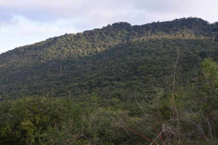 View of the Vumari Forest Reserve
