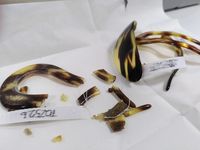Nahaufnahme der fragmentierten Haarspange und der noch intakten Haaspangen