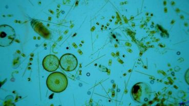 Phytoplankton / https://www.dualdove.com/phytoplankton-is-the-carbon-pump-of-the-oceans/10219 / 1.6.2021