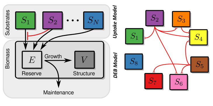 A scheme of a microbial growth model, which incorporates different inhibitory regulations between available resources. A scheme of a microbial growth model, which incorporates different inhibitory regulations between available resources.