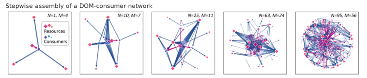 A sequence of network graphs representing an evolving structure during the assembly of an interaction network of heterotrophic consumers and DOM compounds. 