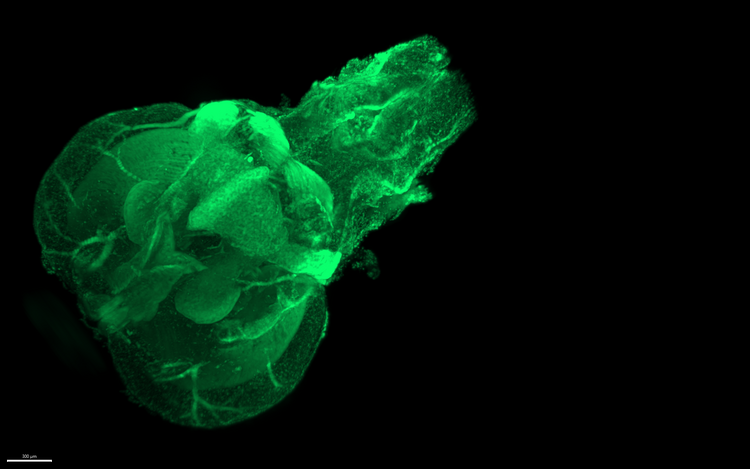 Cleared zebrafish brain. Cleared zebrafish brain.