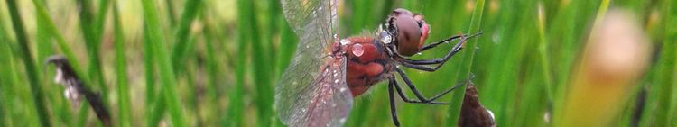 Vegetationskunde und Naturschutz
