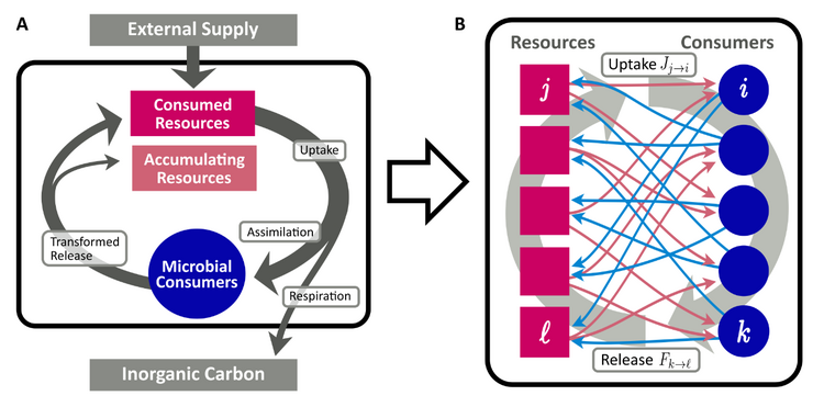 A scheme showing the elemental flows in a model describing the dynamics of heterotrophic consumers and dissolved organic matter