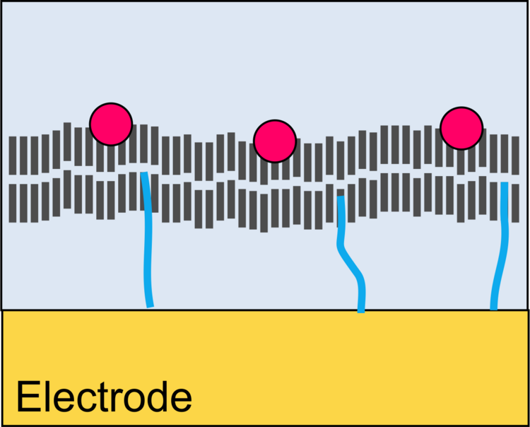 Scheme embedding in lipid bilayer