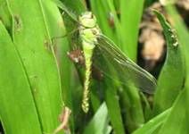 Libelle3