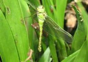 Libelle3