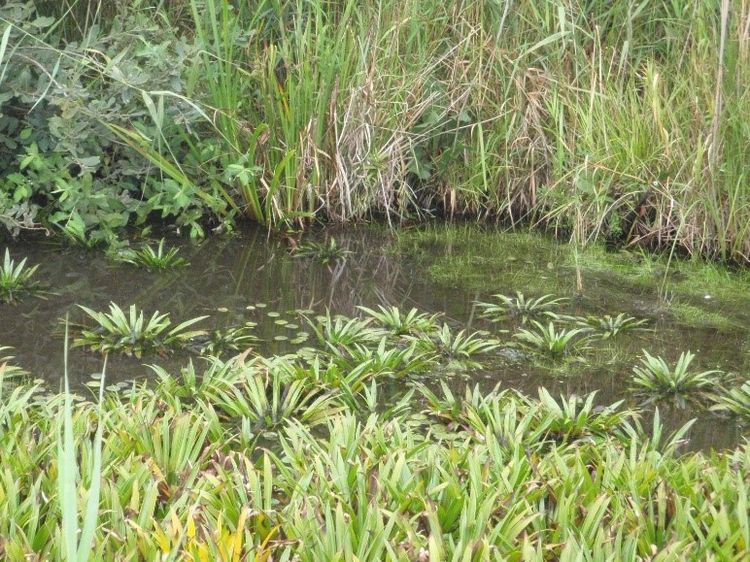Grabenfauna Bild 01