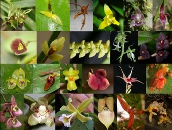 Orchids