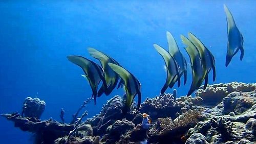 Fische, Korallen und mehr - Lebensvielfalt im Korallenriff [Foto: Peter Schupp, ICBM]