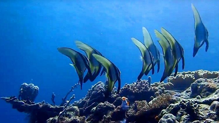 Fische, Korallen und mehr - Lebensvielfalt im Korallenriff [Foto: Peter Schupp, ICBM]