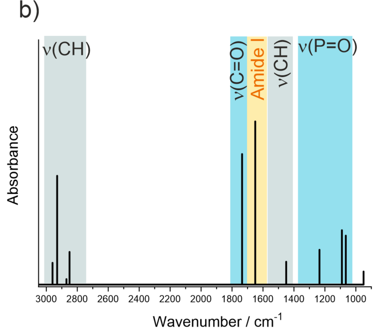 Line spectrum of lipid layer
