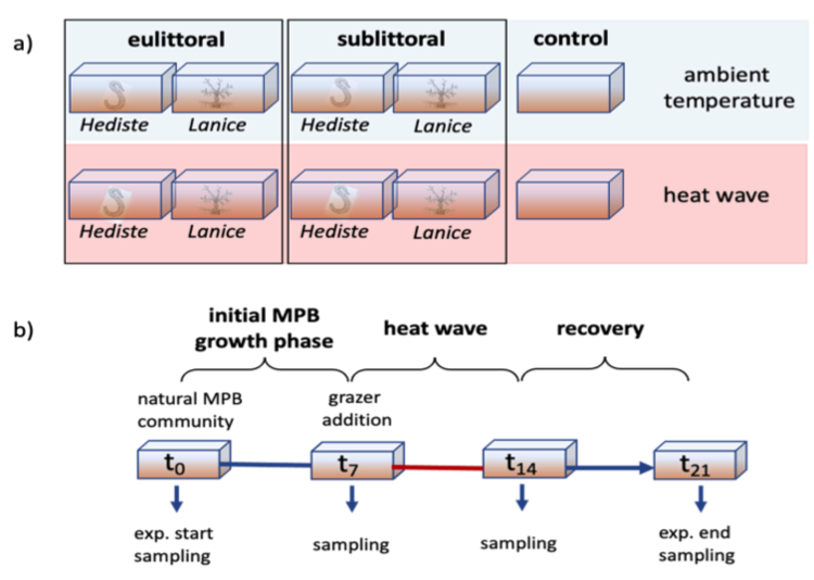 Experimental mesocosms scheme