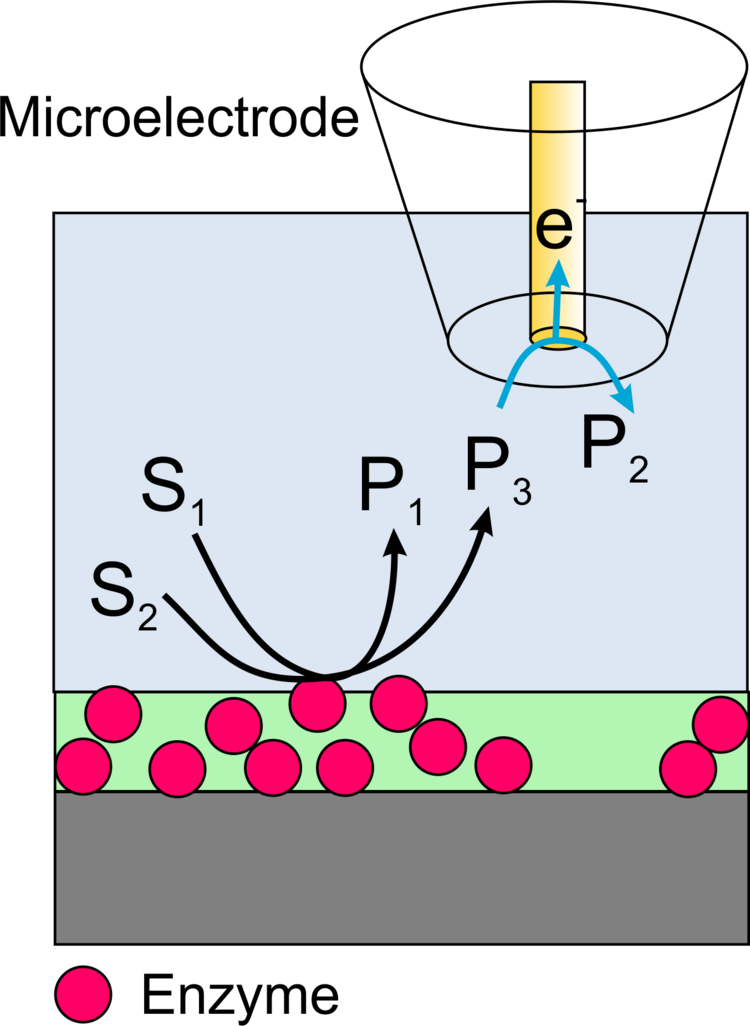 Scheme scanning electrochemical microscopya elektrochemische Rastermikroskopie