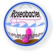 Logo Roseobacter