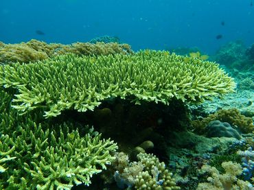 The exotoxicological research in our working group focusses on the effect of UV filters on scleractinian corals