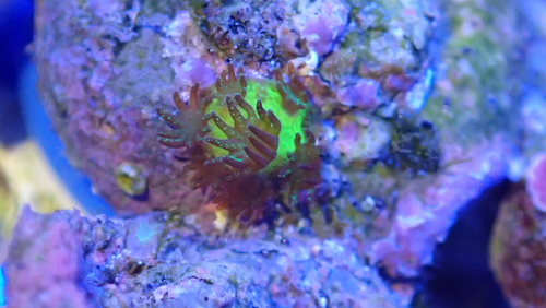 Wenige Wochen alte „Kleinpolypige Steinkoralle“ (Acropora millepora) im Aquarium des ICBM am Standort Wilhelmshaven [Foto: Samuel Nietzer, ICBM]