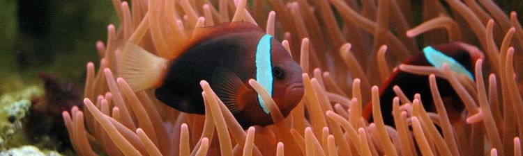 Biodiversität und Evolution der Tiere