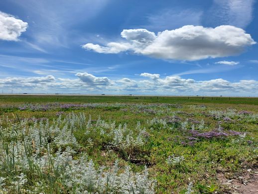 Salt marsh vegetation on the island of Spiekeroog