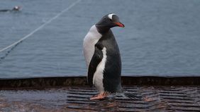 Pinguine in der Bucht nahe der Forschungsstation.
