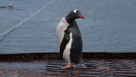 Penguins in the bay near the research station.