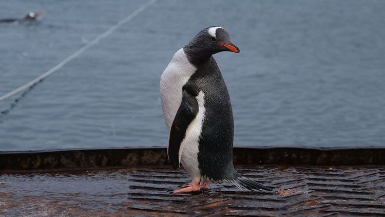 Pinguine in der Bucht nahe der Forschungsstation.