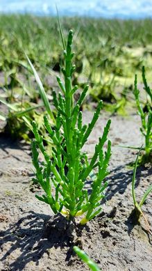 Salicornia europaea