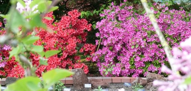 Botanischer Garten