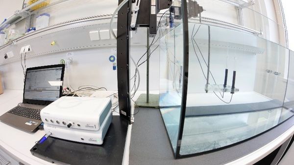 Microprofiler system with microelectrodes in a laboratory tank (Photo: Sibet Riexinger)