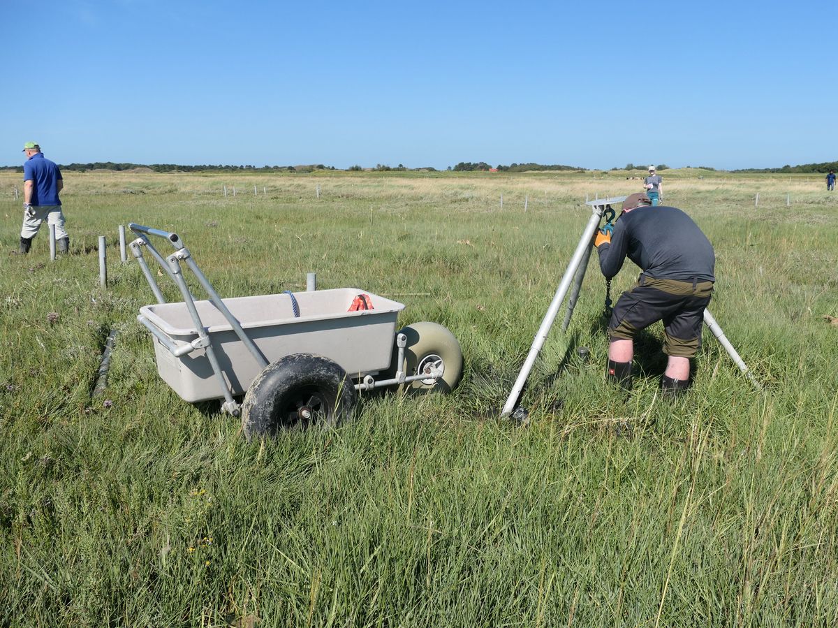 Removal of the poles in the salt marsh