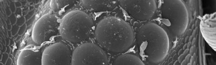 Electron and Light Microscopy Service Unit