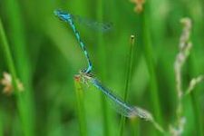 Libelle1