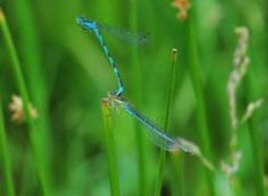 Libelle1