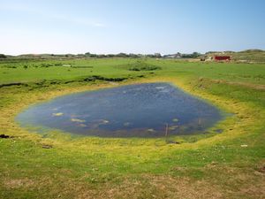 Meierreiwiese