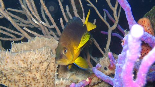 Ein Gelbbauch-Hamletbarsch (Hypoplectrus aberrans) im natürlichen Habitat bei Barbados [Foto: O.Puebla, ZMT]