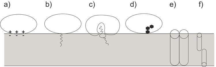 Scheme Binding of proteins to biomembranes