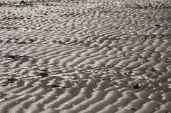 Ripple marks in the Waddensea