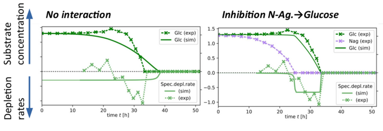 Two plots showing simulated and experimentally measured microbial growth curves and substrate depletion curves. Two plots showing simulated and experimentally measured microbial growth curves and substrate depletion curves.