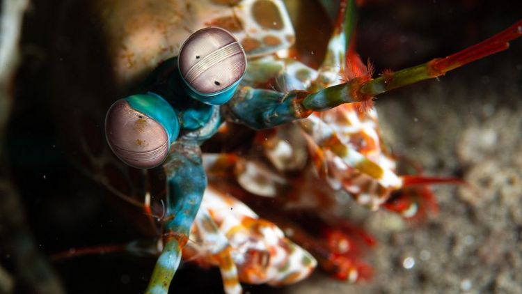 2020, Raja Ampat, UW, critter, indonesia, travel