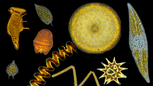 Formenreiches Phytoplankton [Einzelfotos: Irina Olenina (Environmental Protection Agency & Marine Research Institute of the Klaipeda University, Klaipėda, Lithuania), Leonilde Roselli (Agency for the Environmental Prevention and Protection (ARPA Puglia), Lecce, Italy); Grafik: sri]
