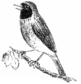 Rotschwanz
