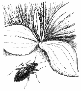 Käfer