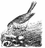 Rotschwanz