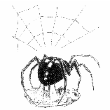Spinne