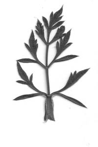 Leaf
