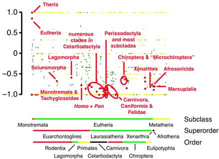Rates of molecular evolution in mammals