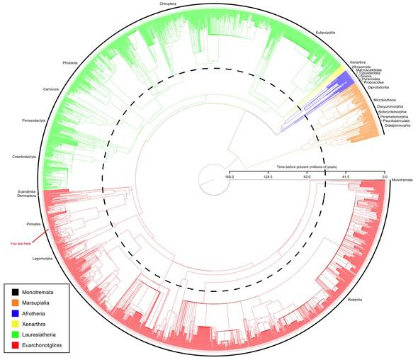 The mammal supertree