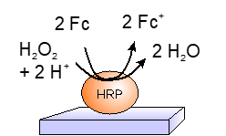 Schema Reaktionen an Meerrettichperoxidase