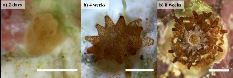 Leptastrea purpurea recuits of different age classes