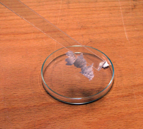 Foto von einem Plexiglasstab an dem Papierschnipsel kleben. Foto von einem Plexiglasstab an dem Papierschnipsel kleben.